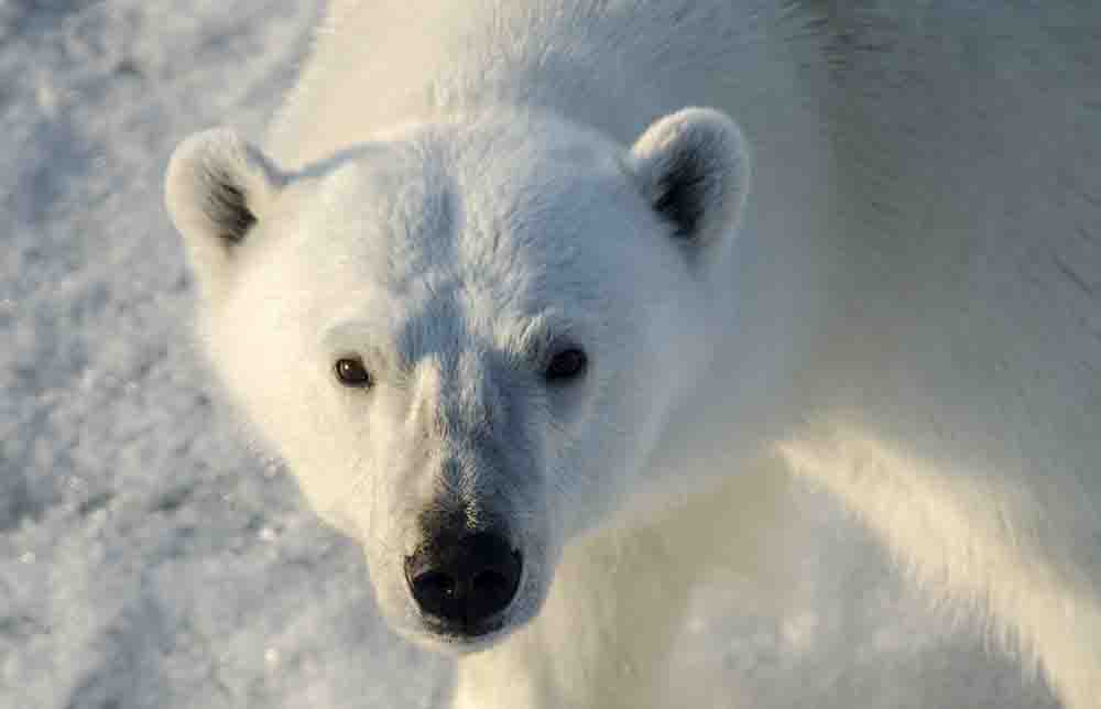 19 - Oso Polar - islas Svalbard - Noruega